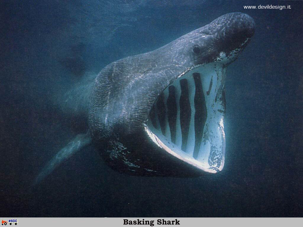 GCSR023-Basking_Shark copia